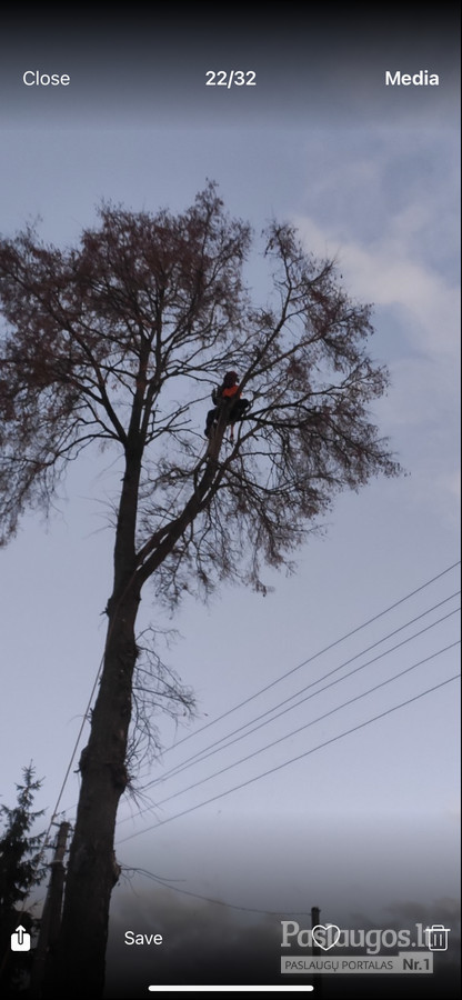 Medžio pjovimas prie elektros laidų