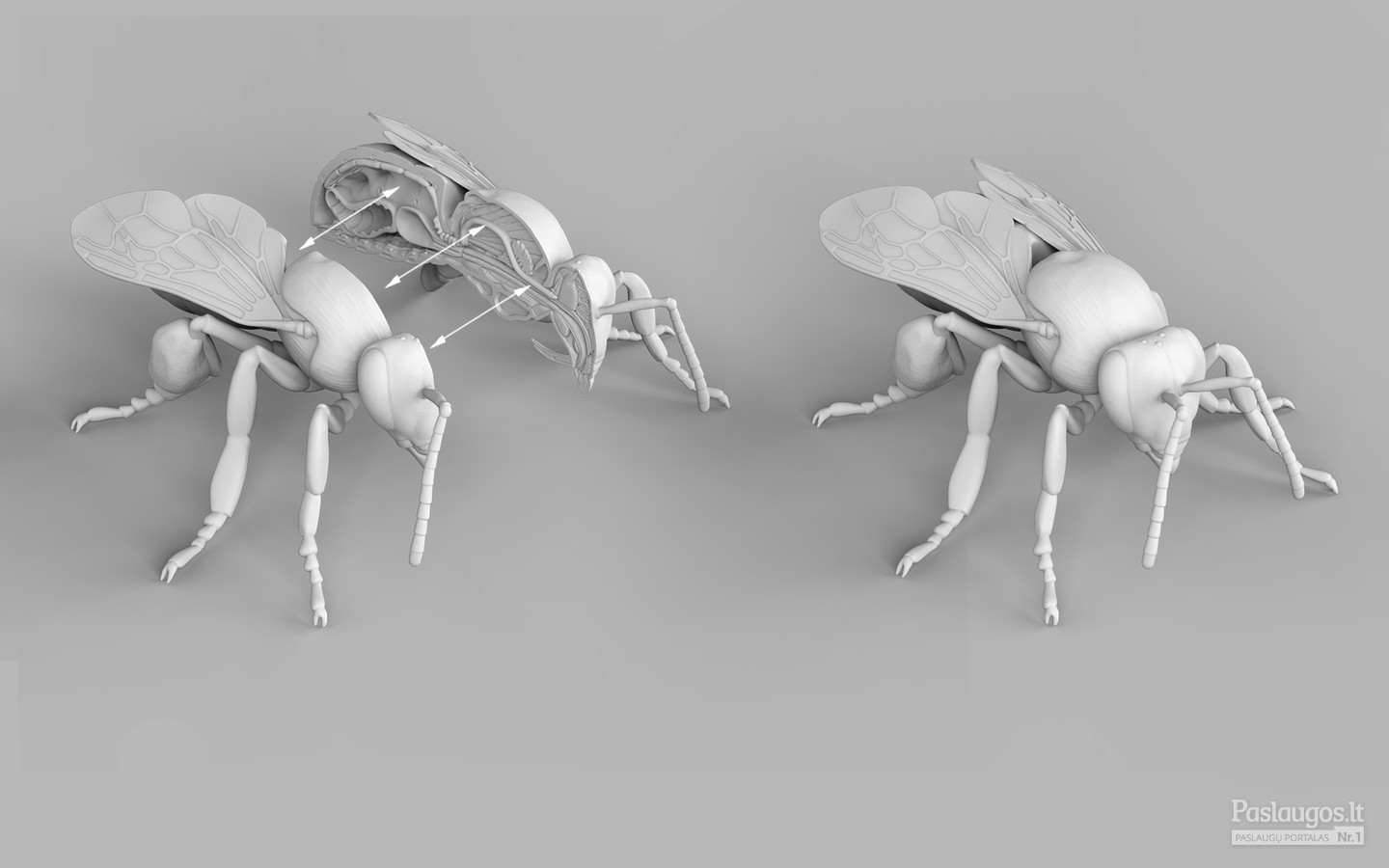 Bitės modelis