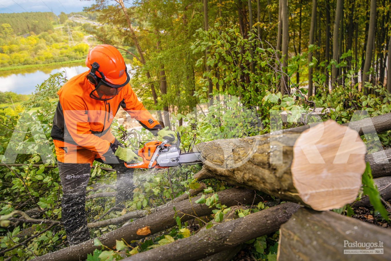 ?Avarinių ir pavojingų medžių pjovimas įvairaus sudėtingumo sąlygomis. 
?Arboristų-aukštalipių (medžių priežiūros specialistų) paslaugos. ?Aukštuminis medžių šalinimas.