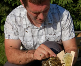 Bičių &scaron;eimų pardavimas - Bitininkas - 3