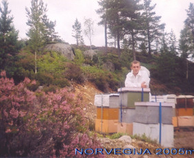 Bičių &scaron;eimų pardavimas - Bitininkas - 4