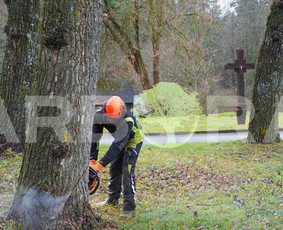 Gyvatvorių Karpymas, Formavimas, Vaismedžių Genėjimas / UAB ARBORA LT / Darbų pavyzdys ID 2053744
