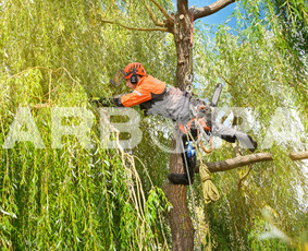 Žolės Pjovimas / Teritorijų įrengimas ir priežiūra / UAB ARBORA LT / Darbų pavyzdys ID 2053838