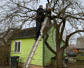 Genėjimas, apželdinimas ir kiti aplinkotvarkos darbai / Dainius Kubilius / Darbų pavyzdys ID 2071190