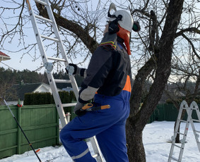 Genėjimas, apželdinimas ir kiti aplinkotvarkos darbai / Dainius Kubilius / Darbų pavyzdys ID 2072668