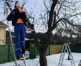 Genėjimas, apželdinimas ir kiti aplinkotvarkos darbai / Dainius Kubilius / Darbų pavyzdys ID 2072674