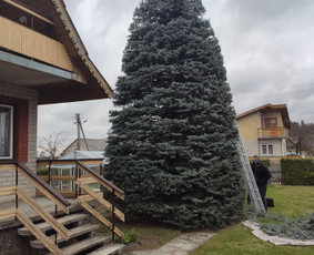 Vaismedžių genėjimas, gyvatvorių karpymas / Audrius / Darbų pavyzdys ID 2095384