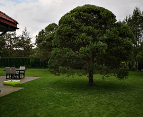 Vaismedžių genėjimas, gyvatvorių karpymas / Audrius / Darbų pavyzdys ID 2095394