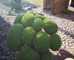 Vaismedžių genėjimas, gyvatvorių karpymas / Audrius / Darbų pavyzdys ID 2095406