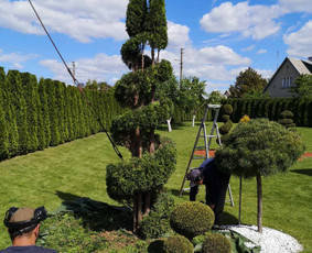 Vaismedžių genėjimas, gyvatvorių karpymas / Audrius / Darbų pavyzdys ID 2095410
