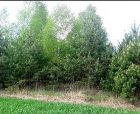 Apleistų sklypų tvarkymas. Perkame sklypus - Miškininkai - 1 Miškininkai - Apleistų sklypų tvarkymas. Perkame sklypus - 1