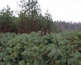 Apleistų sklypų tvarkymas. Perkame sklypus - Miškininkai - 2 Miškininkai - Apleistų sklypų tvarkymas. Perkame sklypus - 2