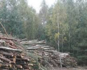 Apleistų sklypų tvarkymas. Perkame sklypus - Miškininkai - 3 Miškininkai - Apleistų sklypų tvarkymas. Perkame sklypus - 3