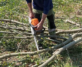 Medžių Pjovimas. Šakų Išvežimas, Kelmų Frezavimas. / UAB Danesa ir partneriai / Darbų pavyzdys ID 2128832