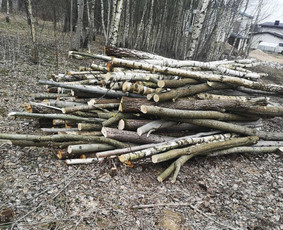 Medžių Pjovimas. Šakų Išvežimas, Kelmų Frezavimas. / UAB Danesa ir partneriai / Darbų pavyzdys ID 2128876