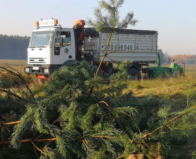 Medžių Pjovimas. Šakų Išvežimas, Kelmų Frezavimas. - Šakų išvežimas - 1 Šakų išvežimas - Medžių Pjovimas. Šakų Išvežimas, Kelmų Frezavimas. - 1