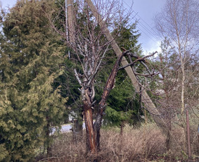 Statybiniu šiukšliu isvežimas - Šakų išvežimas - 3 Šakų išvežimas - Statybiniu šiukšliu isvežimas - 3