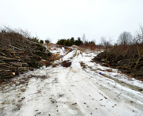 Statybinių atliekų konteinerių nuoma- šiukšlių išvežimas - Šakų išvežimas - 3 Šakų išvežimas - Statybinių atliekų konteinerių nuoma- šiukšlių išvežimas - 3