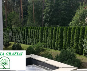 Aplinkos tvarkymas, želdinių formavimas ir kiti darbai / Aplinka gražiai / Darbų pavyzdys ID 2144531