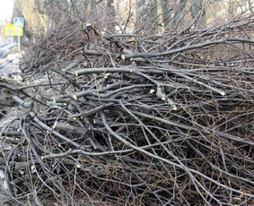 Šakų išvežimas - Šiukšlių išvežimo paslaugos Vilniuje. - 2