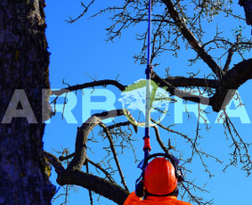 Teritorijų Priežiūra / Apleistų Sklypų Tvarkymas / UAB ARBORA LT / Darbų pavyzdys ID 2156849