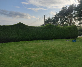 Vaismedžių sodinimas ir priežiūra - Vejos skarifikavimas,apželdinimo darbai - 4