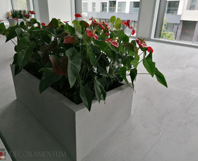 Mikrocementas, Sienų Dekoravimas, Itališkas sienų dekoras / UAB "Decoramentum" / Darbų pavyzdys ID 2199935