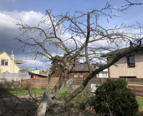 Avarinių medžių pjovimas/ žolės pjovimas. / Arboristas Egidijus / Darbų pavyzdys ID 2201283