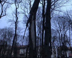 Avarinių medžių pjovimas/ žolės pjovimas. / Arboristas Egidijus / Darbų pavyzdys ID 2201287