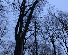 Avarinių medžių pjovimas/ žolės pjovimas. / Arboristas Egidijus / Darbų pavyzdys ID 2201291