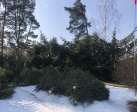 Avarinių medžių pjovimas/ žolės pjovimas. / Arboristas Egidijus / Darbų pavyzdys ID 2201295