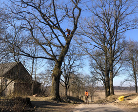 Avarinių medžių pjovimas/ žolės pjovimas. / Arboristas Egidijus / Darbų pavyzdys ID 2201299