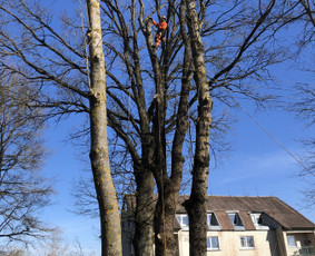 Avarinių medžių pjovimas/ žolės pjovimas. / Arboristas Egidijus / Darbų pavyzdys ID 2201301