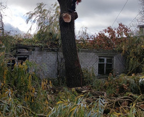 Avarinių medžių pjovimas/ žolės pjovimas. / Arboristas Egidijus / Darbų pavyzdys ID 2201303