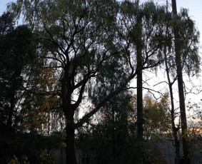 Avarinių medžių pjovimas/ žolės pjovimas. / Arboristas Egidijus / Darbų pavyzdys ID 2201307