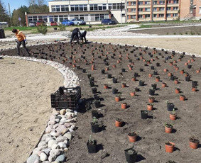 Teritorijų tvarkymas ir želdinimas - Kiemo, aplinkos apželdinimas - 4 Kiemo, aplinkos apželdinimas - Teritorijų tvarkymas ir želdinimas - 4