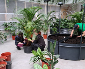 Vidaus Augalų Įrengimas Priežiūra Atnaujinimas - Vidaus augalų priežiūra - 4 Vidaus augalų priežiūra - Vidaus Augalų Įrengimas Priežiūra Atnaujinimas - 4