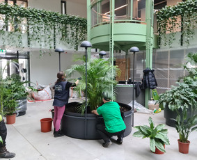 Vidaus Augalų Įrengimas Priežiūra Atnaujinimas - Vidaus augalų priežiūra - 3 Vidaus augalų priežiūra - Vidaus Augalų Įrengimas Priežiūra Atnaujinimas - 3