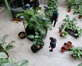 Vidaus Augalų Įrengimas Priežiūra Atnaujinimas - Vidaus augalų priežiūra - 2 Vidaus augalų priežiūra - Vidaus Augalų Įrengimas Priežiūra Atnaujinimas - 2