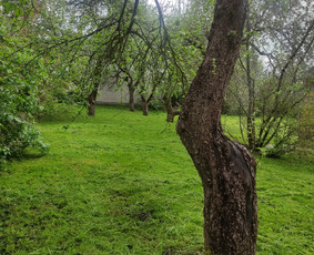 Aukštos žolės pjovimas, smulkinimas. / Ovidijus / Darbų pavyzdys ID 2232082