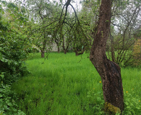 Aukštos žolės pjovimas, smulkinimas. / Ovidijus / Darbų pavyzdys ID 2232086