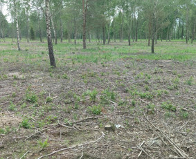 Aplinkos ir miškų tvarkymas / Robka Matuiza / Darbų pavyzdys ID 2243222