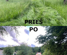 Žolės pjovimas - Teritorijų tvarkymas trimeriu, traktoriuku, žoliapjove ir kt - 3