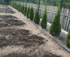 Vejos įrengimas, apželdinimas, laistymo sistemos / MB Sėja Veją / Darbų pavyzdys ID 2289904