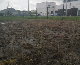 Vejos įrengimas, apželdinimas, laistymo sistemos - Vejos įrengimas: sėjimas, ruloninė veja - 2 Vejos įrengimas: sėjimas, ruloninė veja - Vejos įrengimas, apželdinimas, laistymo sistemos - 2