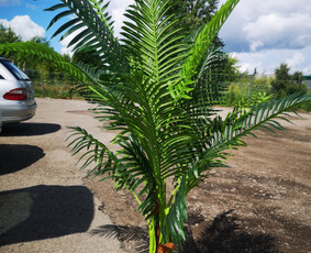 Dekoratyvinis augalas
Aukštis - 90cm.