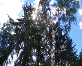 Aukštalipiai,medžių pjovimas,kelmų naikinimas. / Kestutis Gerulis / Darbų pavyzdys ID 2312222