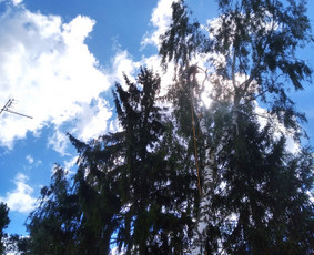 Aukštalipiai,medžių pjovimas,kelmų naikinimas. / Kestutis Gerulis / Darbų pavyzdys ID 2312224