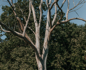 Fotografė: Renginių ir vestuvių fotografavimas, redagavimas - Vestuvių fotosesija - 4 Vestuvių fotosesija - Fotografė: Renginių ir vestuvių fotografavimas, redagavimas - 4