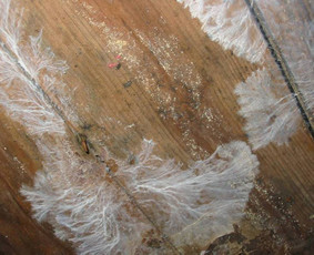 Pelėsio ir medžio grybo "Trobagrybio" naikinimas, šalinimas / PelėsioNaikinimasSalinimas.lt / Darbų pavyzdys ID 2399951